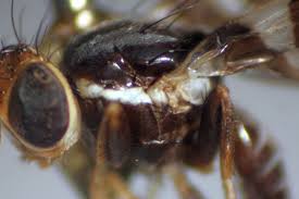 Attēlu rezultāti vaicājumam “Diachea muscorum”