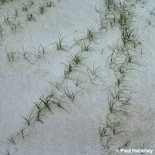 Attēlu rezultāti vaicājumam “Carex arenaria”