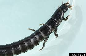 Attēlu rezultāti vaicājumam “Bolitophagus reticulatus larva”