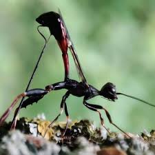 Attēlu rezultāti vaicājumam “Pinthaeus sanguinipes imago”
