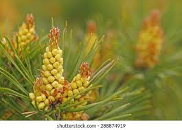 Attēlu rezultāti vaicājumam “Pinus sylvestris male flower”
