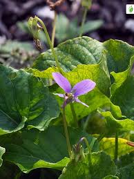 Attēlu rezultāti vaicājumam “Viola uliginosa”