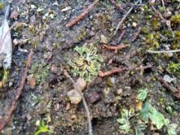 Attēlu rezultāti vaicājumam “Riccia sorocarpa”