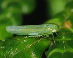 Attēlu rezultāti vaicājumam “Empoasca sp.”