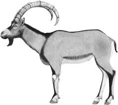 Attēlu rezultāti vaicājumam “Capra juvenile”