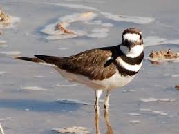 Image result for Charadrius vociferus