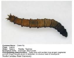 Attēlu rezultāti vaicājumam “Tipulidae larva”