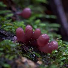 Attēlu rezultāti vaicājumam “Ascocoryne sarcoides”