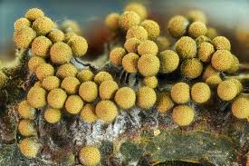 Attēlu rezultāti vaicājumam “Trichia alpina spores”