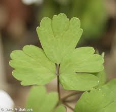 Attēlu rezultāti vaicājumam “Isopyrum thalictroides”