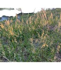 Attēlu rezultāti vaicājumam “Hierochloe odorata flower”