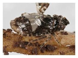 Attēlu rezultāti vaicājumam “Macrosteles sp. nymph”