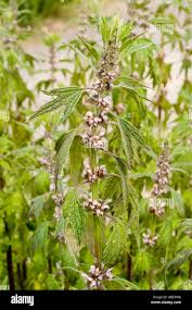 Image result for Leonurus cardiaca