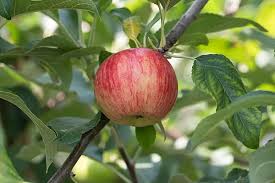 Attēlu rezultāti vaicājumam “Malus mandshurica fruit”