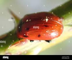 Attēlu rezultāti vaicājumam “Gonioctena viminalis”