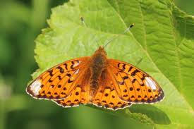 Attēlu rezultāti vaicājumam “Argynnis aglaja underside”