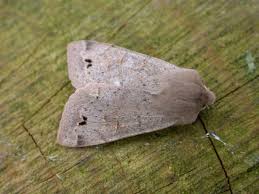 Attēlu rezultāti vaicājumam “Orthosia munda”