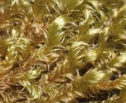 Attēlu rezultāti vaicājumam “Calliergonella lindbergii”