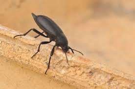 Attēlu rezultāti vaicājumam “Blaps mortisaga”