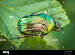 Attēlu rezultāti vaicājumam “Cetonia aurata”