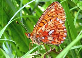 Attēlu rezultāti vaicājumam “Clossiana euphrosyne”