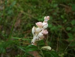 Attēlu rezultāti vaicājumam “Exobasidium vaccinii”