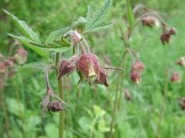 Image result for Geum rivale
