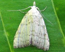 Attēlu rezultāti vaicājumam “Nola aerugula”