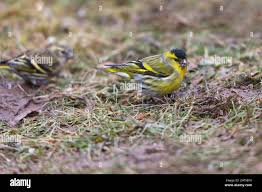 Attēlu rezultāti vaicājumam “Carduelis spinus female”