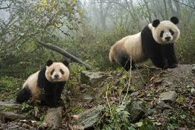 Résultat de recherche d'images pour "pandas"