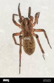 Attēlu rezultāti vaicājumam “Agroeca brunnea”