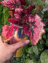 Image result for Begonia cucullata var. Hookeri