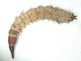 Attēlu rezultāti vaicājumam “Xylophagidae”