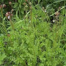 Image result for Sanguisorba minor