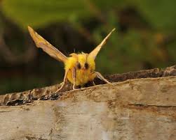 Attēlu rezultāti vaicājumam “Ennomos alniaria”