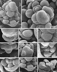 Attēlu rezultāti vaicājumam “Eleocharis palustris flower”