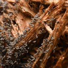 Attēlu rezultāti vaicājumam “Heterotrichia obvelata (syn. Arcyria obvelata) stalked”