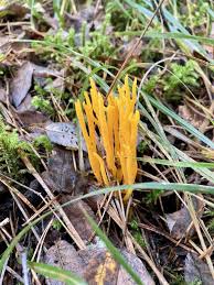 Attēlu rezultāti vaicājumam “Calocera glossoides”