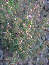 Attēlu rezultāti vaicājumam “Microrrhinum minus leaf”