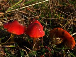 Attēlu rezultāti vaicājumam “Hygrocybe pseudoconica”