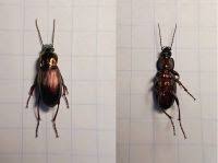 Attēlu rezultāti vaicājumam “Poecilus lepidus”