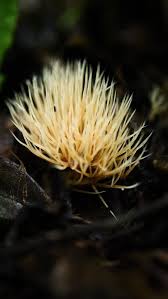 Attēlu rezultāti vaicājumam “Bryum funkii macro”