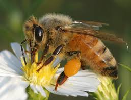 Attēlu rezultāti vaicājumam “Apis mellifera”