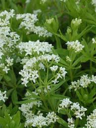 Image result for Galium odoratum