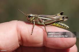 Attēlu rezultāti vaicājumam “Stethophyma grossum”