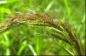 Attēlu rezultāti vaicājumam “Echinochloa crus-galli leaf”