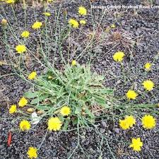 Attēlu rezultāti vaicājumam “Hypochaeris radicata bud”