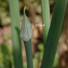 Attēlu rezultāti vaicājumam “Allium cepa bud”