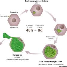 Attēlu rezultāti vaicājumam “Lignydium muscorum plasmodium”