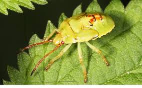 Attēlu rezultāti vaicājumam “Elasmostethus interstinctus nymph”